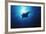 Mania Ray, Manta Alfredi, Island of Yap, Micronesia-Stuart Westmorland-Framed Photographic Print