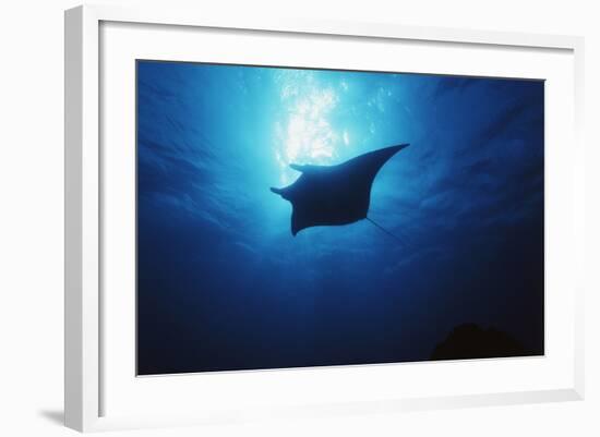 Mania Ray, Manta Alfredi, Island of Yap, Micronesia-Stuart Westmorland-Framed Photographic Print