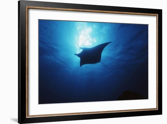 Mania Ray, Manta Alfredi, Island of Yap, Micronesia-Stuart Westmorland-Framed Photographic Print