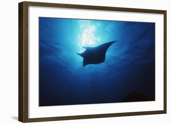 Mania Ray, Manta Alfredi, Island of Yap, Micronesia-Stuart Westmorland-Framed Photographic Print