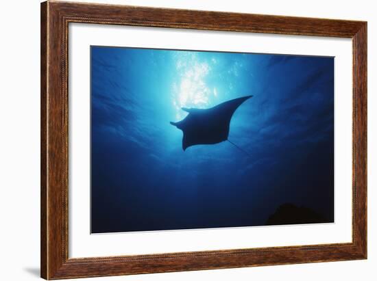 Mania Ray, Manta Alfredi, Island of Yap, Micronesia-Stuart Westmorland-Framed Photographic Print