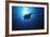 Mania Ray, Manta Alfredi, Island of Yap, Micronesia-Stuart Westmorland-Framed Photographic Print