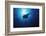 Mania Ray, Manta Alfredi, Island of Yap, Micronesia-Stuart Westmorland-Framed Photographic Print