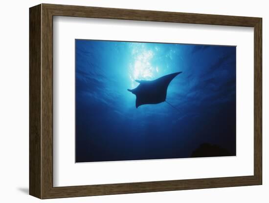 Mania Ray, Manta Alfredi, Island of Yap, Micronesia-Stuart Westmorland-Framed Photographic Print