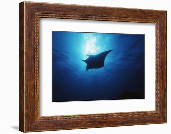 Mania Ray, Manta Alfredi, Island of Yap, Micronesia-Stuart Westmorland-Framed Photographic Print