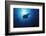 Mania Ray, Manta Alfredi, Island of Yap, Micronesia-Stuart Westmorland-Framed Photographic Print