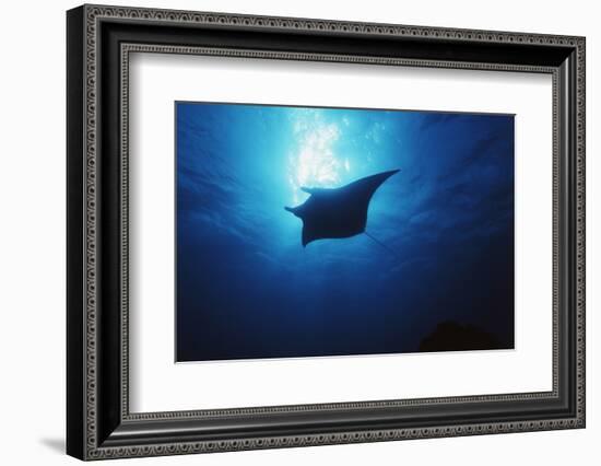 Mania Ray, Manta Alfredi, Island of Yap, Micronesia-Stuart Westmorland-Framed Photographic Print