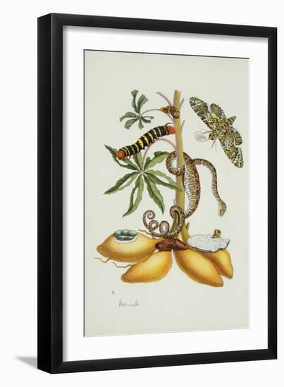 Maniok Illustration from the Little Book of Wonders of the Tropics-null-Framed Giclee Print