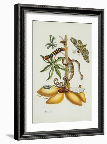 Maniok Illustration from the Little Book of Wonders of the Tropics-null-Framed Giclee Print