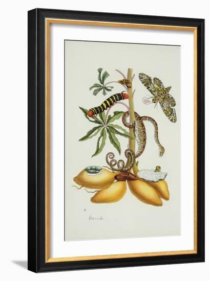 Maniok Illustration from the Little Book of Wonders of the Tropics-null-Framed Giclee Print