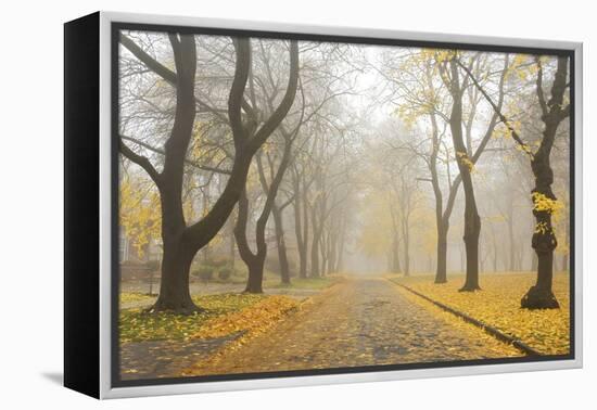 Manito Boulevard in October, Spokane, Washington, USA-Charles Gurche-Framed Premier Image Canvas