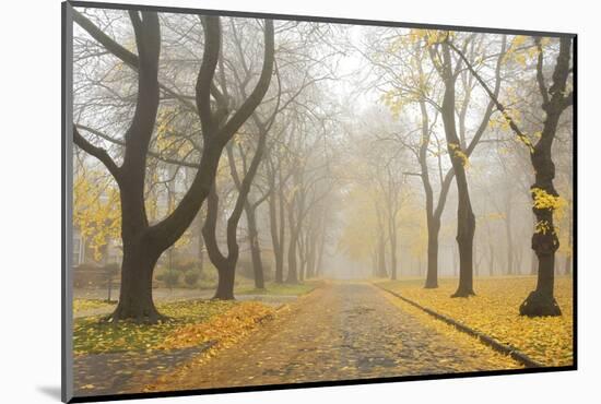 Manito Boulevard in October, Spokane, Washington, USA-Charles Gurche-Mounted Photographic Print