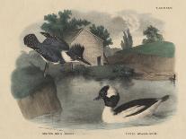 Belted King Fisher and Buffel Headed Duck-Mannevillette Elihu Dearing Brown-Framed Giclee Print