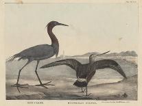 Belted King Fisher and Buffel Headed Duck-Mannevillette Elihu Dearing Brown-Framed Giclee Print