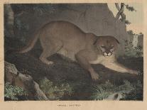 Cougar or Panther-Mannevillette Elihu Dearing Brown-Giclee Print