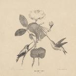 Hummingbirds, from 'Life on Stone', 1832-Mannevillette Elihu Dearing Brown-Giclee Print