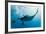 Manta and Diver on the Blue Background-Krzysztof Odziomek-Framed Photographic Print