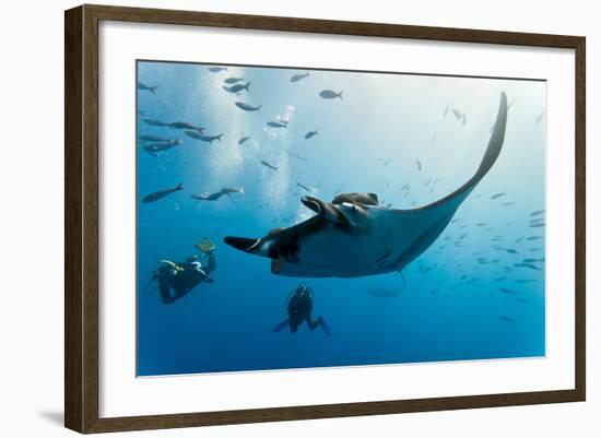 Manta and Diver on the Blue Background-Krzysztof Odziomek-Framed Photographic Print