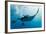 Manta and Diver on the Blue Background-Krzysztof Odziomek-Framed Photographic Print