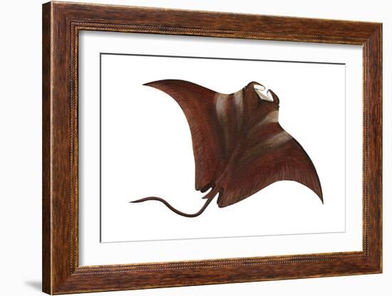 Manta (Manta Birostris), Fishes-Encyclopaedia Britannica-Framed Art Print