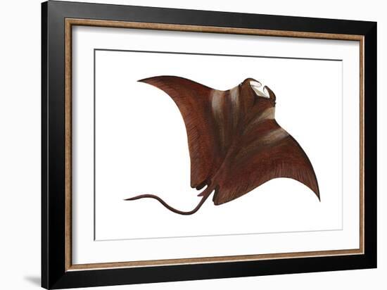 Manta (Manta Birostris), Fishes-Encyclopaedia Britannica-Framed Art Print