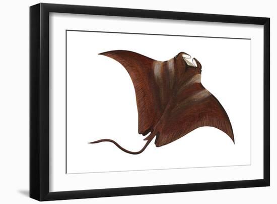 Manta (Manta Birostris), Fishes-Encyclopaedia Britannica-Framed Art Print