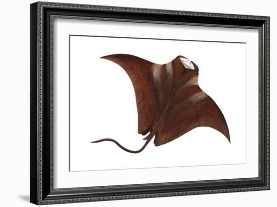 Manta (Manta Birostris), Fishes-Encyclopaedia Britannica-Framed Art Print