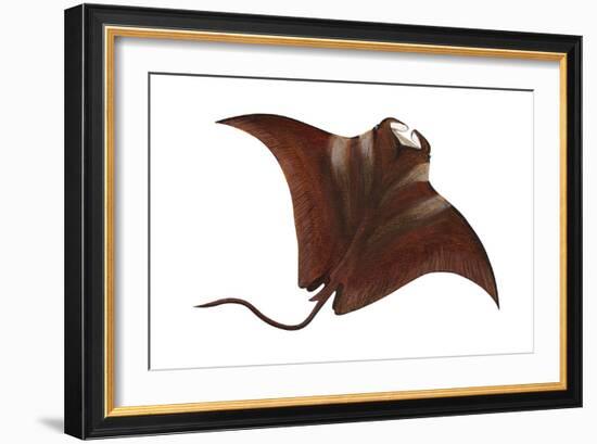 Manta (Manta Birostris), Fishes-Encyclopaedia Britannica-Framed Art Print