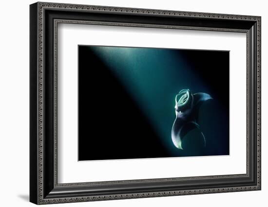 Manta ray feeding on plankton in the lights from a boat-Alex Mustard-Framed Photographic Print