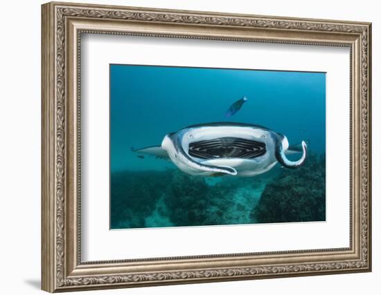 Manta Ray Filter Feeding over a Cleaning Station-Reinhard Dirscherl-Framed Photographic Print