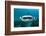 Manta Ray Filter Feeding over a Cleaning Station-Reinhard Dirscherl-Framed Photographic Print