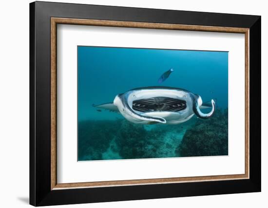 Manta Ray Filter Feeding over a Cleaning Station-Reinhard Dirscherl-Framed Photographic Print
