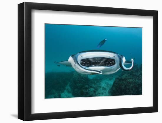 Manta Ray Filter Feeding over a Cleaning Station-Reinhard Dirscherl-Framed Photographic Print