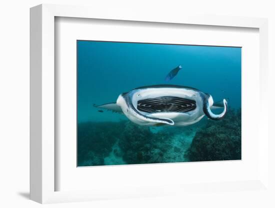 Manta Ray Filter Feeding over a Cleaning Station-Reinhard Dirscherl-Framed Photographic Print