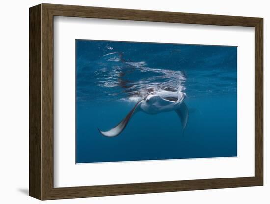 Manta Ray Filter Feeding-Reinhard Dirscherl-Framed Photographic Print