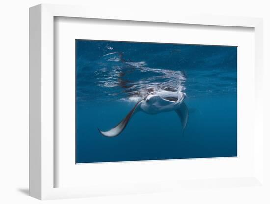 Manta Ray Filter Feeding-Reinhard Dirscherl-Framed Photographic Print