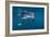 Manta Ray Filter Feeding-Reinhard Dirscherl-Framed Photographic Print