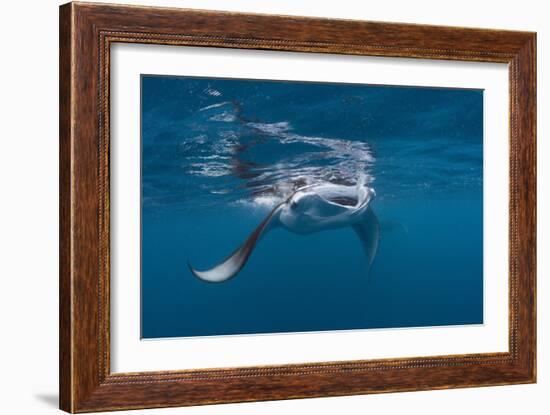 Manta Ray Filter Feeding-Reinhard Dirscherl-Framed Photographic Print