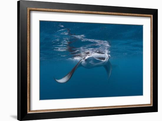 Manta Ray Filter Feeding-Reinhard Dirscherl-Framed Photographic Print