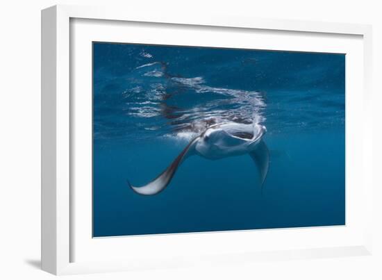 Manta Ray Filter Feeding-Reinhard Dirscherl-Framed Photographic Print