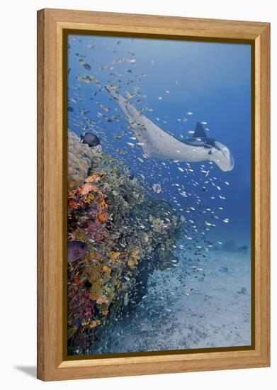 Manta Ray, Fish and Coral, Raja Ampat, Papua, Indonesia-Jaynes Gallery-Framed Premier Image Canvas