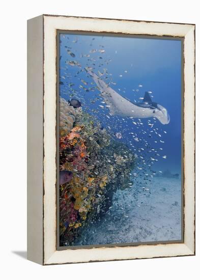 Manta Ray, Fish and Coral, Raja Ampat, Papua, Indonesia-Jaynes Gallery-Framed Premier Image Canvas