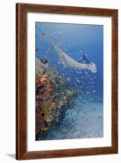 Manta Ray, Fish and Coral, Raja Ampat, Papua, Indonesia-Jaynes Gallery-Framed Photographic Print