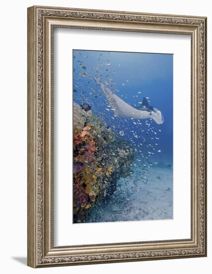 Manta Ray, Fish and Coral, Raja Ampat, Papua, Indonesia-Jaynes Gallery-Framed Photographic Print