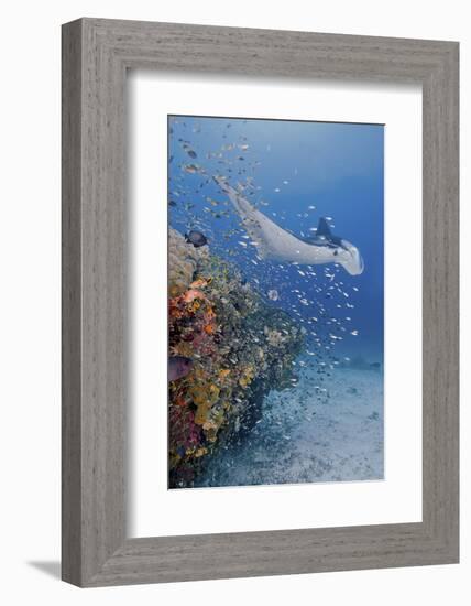 Manta Ray, Fish and Coral, Raja Ampat, Papua, Indonesia-Jaynes Gallery-Framed Photographic Print