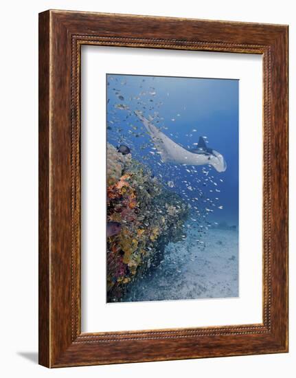 Manta Ray, Fish and Coral, Raja Ampat, Papua, Indonesia-Jaynes Gallery-Framed Photographic Print