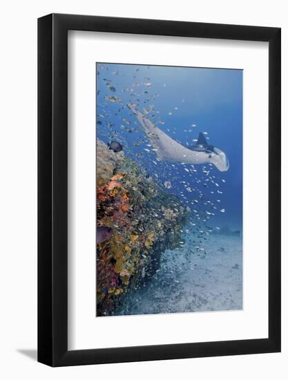 Manta Ray, Fish and Coral, Raja Ampat, Papua, Indonesia-Jaynes Gallery-Framed Photographic Print