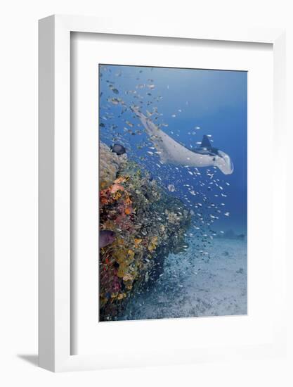 Manta Ray, Fish and Coral, Raja Ampat, Papua, Indonesia-Jaynes Gallery-Framed Photographic Print