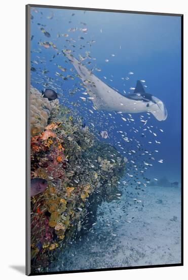 Manta Ray, Fish and Coral, Raja Ampat, Papua, Indonesia-Jaynes Gallery-Mounted Photographic Print