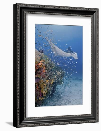 Manta Ray, Fish and Coral, Raja Ampat, Papua, Indonesia-Jaynes Gallery-Framed Photographic Print